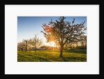 Cherry orchard in bloom by Anonymous