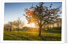 Cherry orchard in bloom by Anonymous