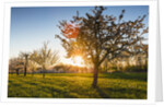 Cherry orchard in bloom by Anonymous