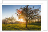 Cherry orchard in bloom by Anonymous