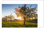 Cherry orchard in bloom by Anonymous