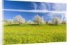 Cherry orchard in bloom by Anonymous