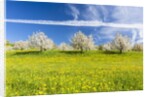 Cherry orchard in bloom by Anonymous