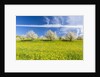 Cherry orchard in bloom by Anonymous