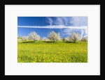 Cherry orchard in bloom by Anonymous