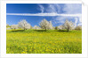 Cherry orchard in bloom by Anonymous