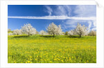 Cherry orchard in bloom by Anonymous