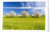Cherry orchard in bloom by Anonymous