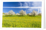 Cherry orchard in bloom by Anonymous