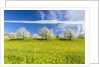 Cherry orchard in bloom by Anonymous