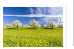 Cherry orchard in bloom by Anonymous