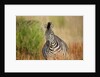 Zebra by Anonymous