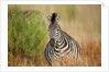 Zebra by Anonymous