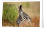 Zebra by Anonymous
