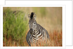 Zebra by Anonymous