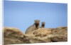 Banded Mongoose and baby by Anonymous