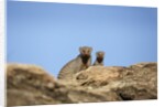 Banded Mongoose and baby by Anonymous