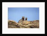 Banded Mongoose and baby by Anonymous