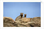 Banded Mongoose and baby by Anonymous
