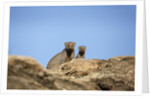 Banded Mongoose and baby by Anonymous