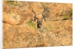 Greater Kudu bull by Anonymous