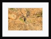 Greater Kudu bull by Anonymous