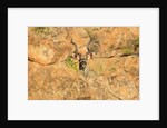 Greater Kudu bull by Anonymous