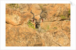 Greater Kudu bull by Anonymous