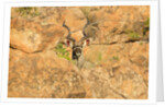 Greater Kudu bull by Anonymous
