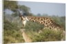 Giraffe male and calf by Corbis