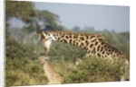 Giraffe male and calf by Corbis