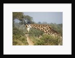 Giraffe male and calf by Corbis