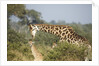 Giraffe male and calf by Anonymous