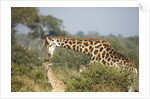 Giraffe male and calf by Corbis