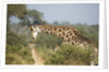 Giraffe male and calf by Corbis