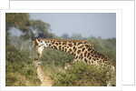 Giraffe male and calf by Corbis