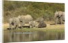 Elephant herd at waterhole by Anonymous