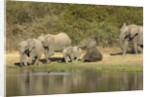 Elephant herd at waterhole by Anonymous