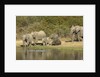 Elephant herd at waterhole by Anonymous