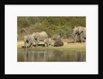 Elephant herd at waterhole by Anonymous