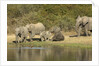 Elephant herd at waterhole by Anonymous