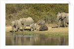 Elephant herd at waterhole by Anonymous
