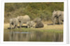 Elephant herd at waterhole by Anonymous
