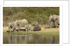 Elephant herd at waterhole by Anonymous