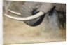 An elephant bull drinking by Anonymous