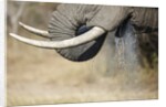 An elephant bull drinking by Anonymous