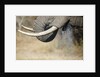 An elephant bull drinking by Anonymous