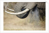 An elephant bull drinking by Anonymous