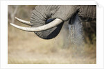 An elephant bull drinking by Anonymous