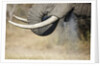 An elephant bull drinking by Anonymous